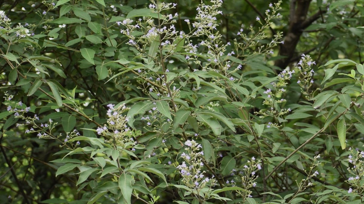 Pain Relieving Ayurvedic Leaves