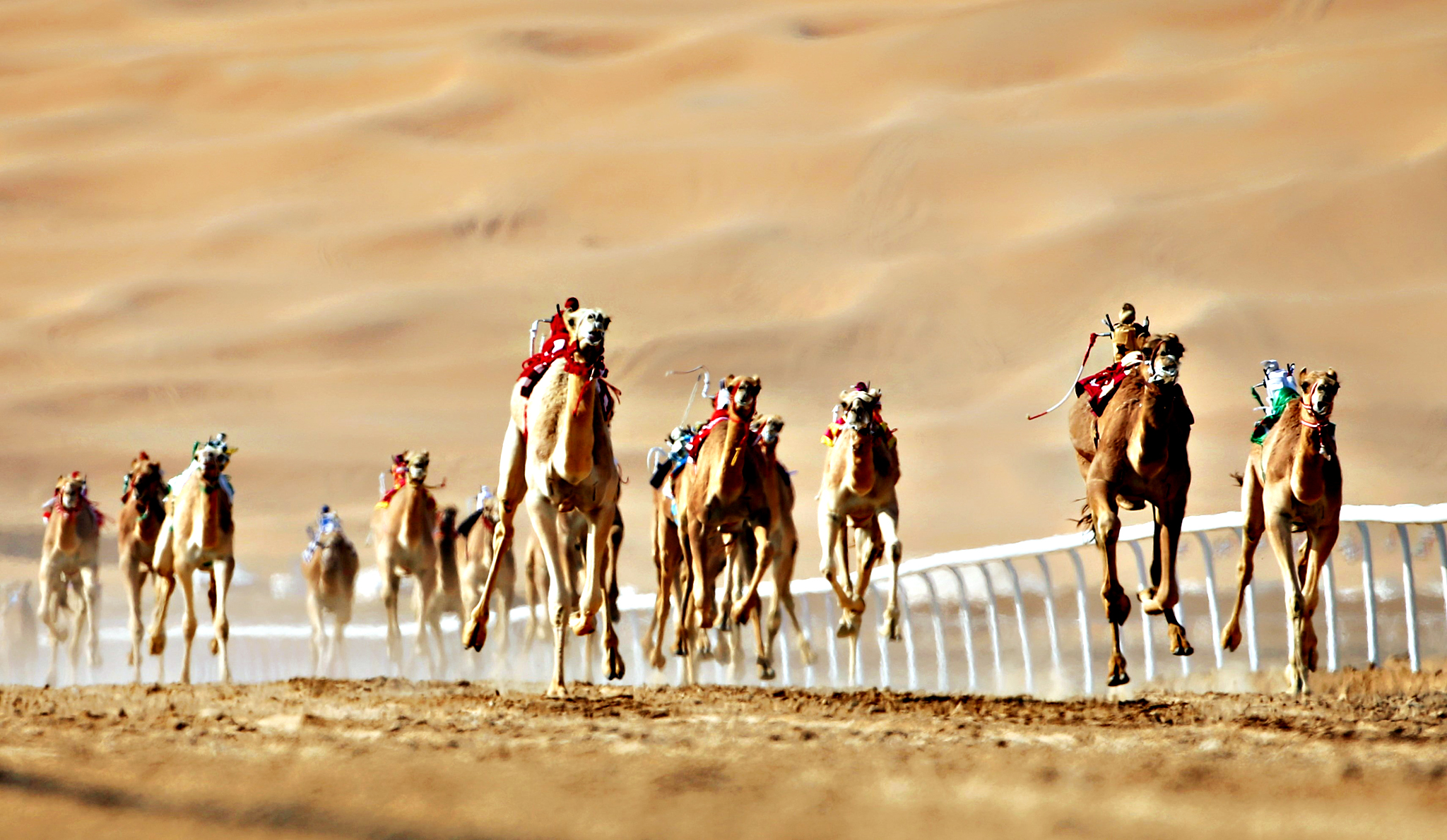 From Tracks to Pageants: Camel Competitions in 2026